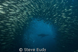 Taken at Cousins Rock in the Galapagos Islands. The sea l... by Steve Eudy 